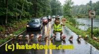 /home//u458753944/public_html/sourcegallery///Roxborough Toad Detour/2026/2026-02-01/crossing 4.jpg